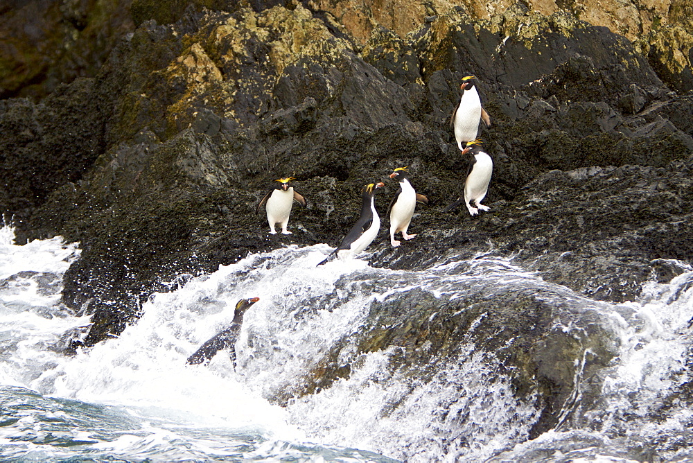 Macaroni Penguins (Eudyptes chrysolophus) in Elsehul Bay on South Georgia Island, Southern Ocean, Antarctica