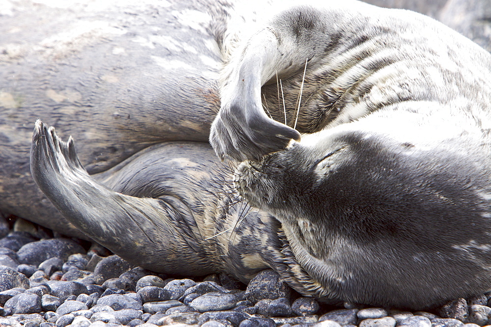 Weddell Seal (Leptonychotes weddellii) hauled out on the beach at Brown Bluff on the Antarctic Peninsula, southern Ocean