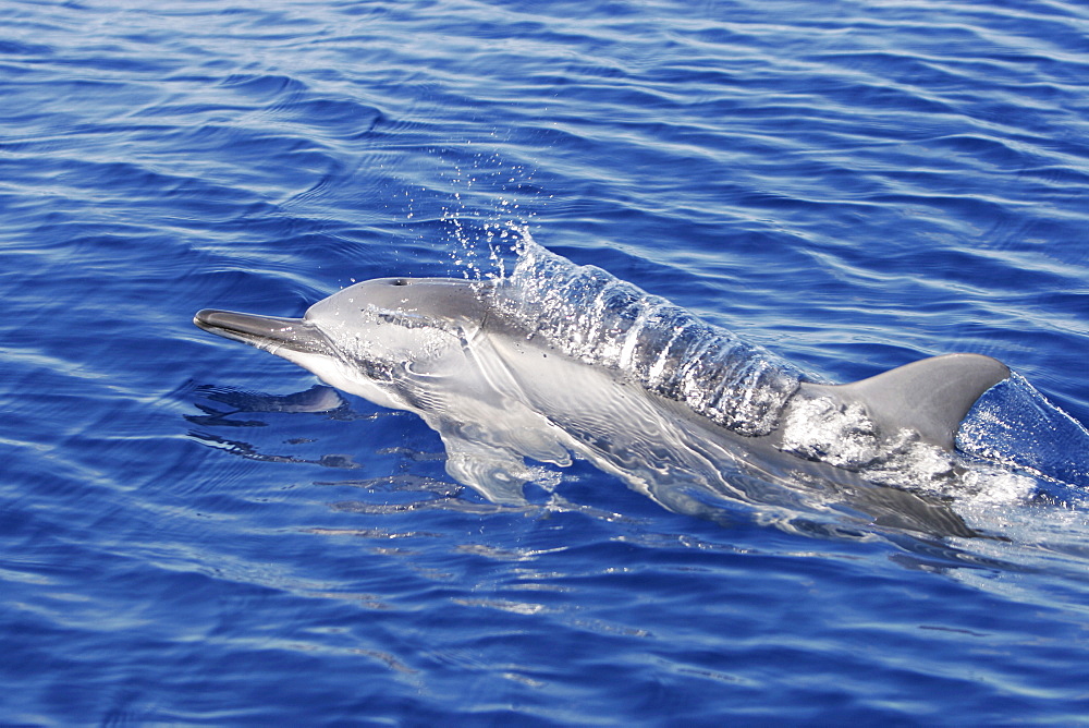 Hawaiian spinner dolphin calf (Stenella longirostris) surfacing at in the AuAu Channel off the coast of Maui, Hawaii, USA