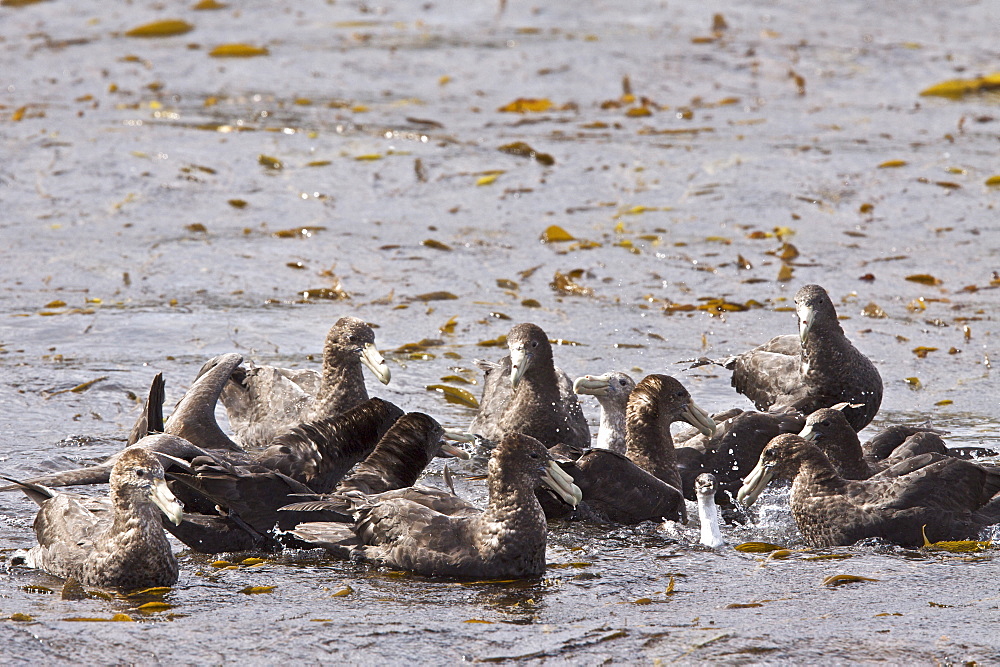 Southern Giant Petrels (Macronectes giganteus) attacking and eventually killing an imperial rock shag (Phalacrocorax (atriceps) atriceps) on a tiny offshore reef in the Beagle Channel outside Ushuaia, Argentina