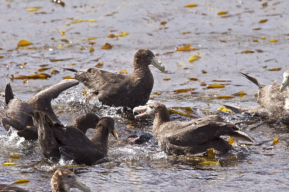 Southern Giant Petrels (Macronectes giganteus) attacking and eventually killing an imperial rock shag (Phalacrocorax atriceps) on a tiny offshore reef in the Beagle Channel outside Ushuaia, Argentina