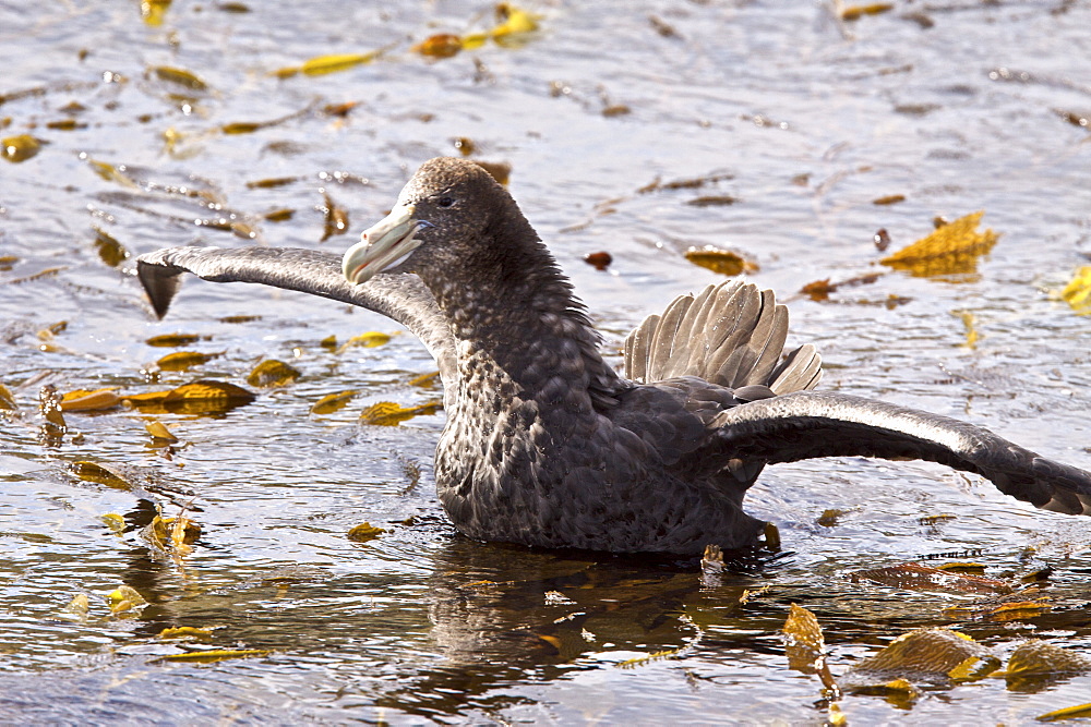 Southern Giant Petrels (Macronectes giganteus) attacking and eventually killing an imperial rock shag (Phalacrocorax atriceps) on a tiny offshore reef in the Beagle Channel outside Ushuaia, Argentina