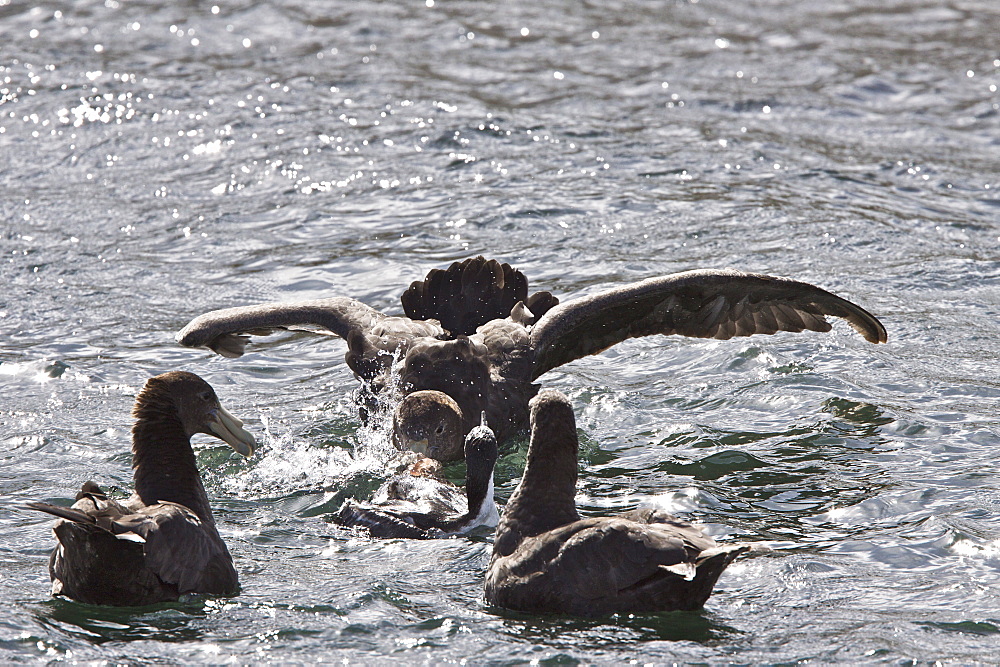 Southern Giant Petrels (Macronectes giganteus) attacking and eventually killing an imperial rock shag (Phalacrocorax atriceps) on a tiny offshore reef in the Beagle Channel outside Ushuaia, Argentina