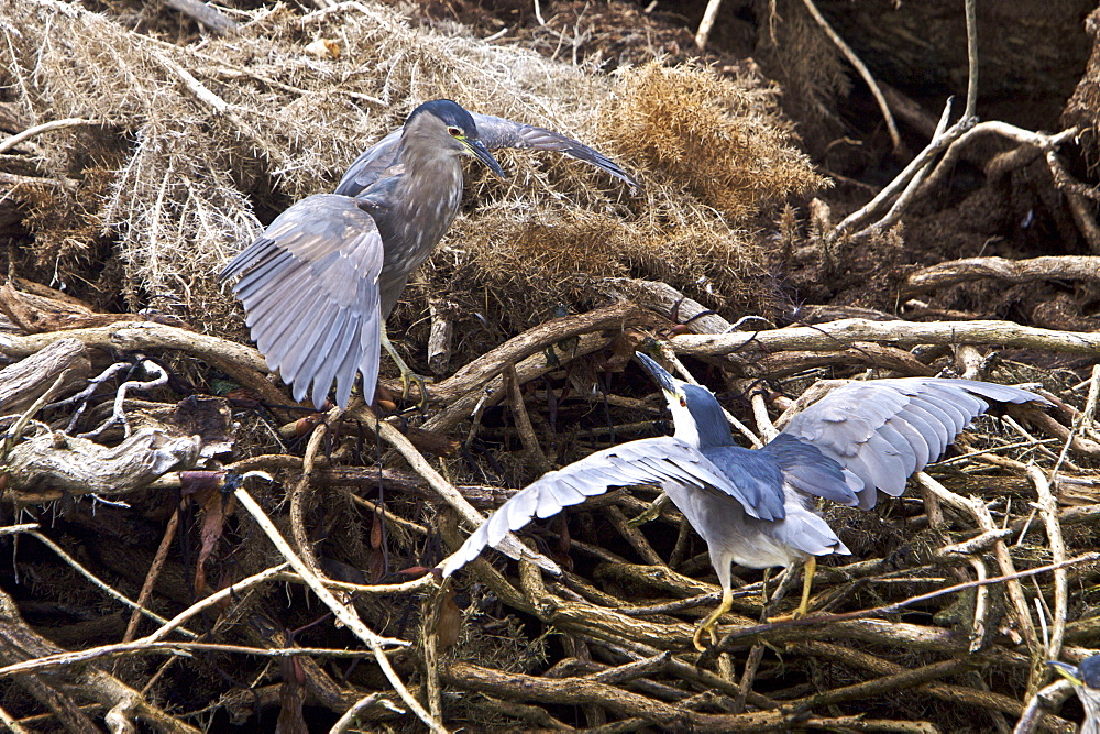 An adult Black-crowned Night Heron (Nycticorax nycticorax falklandicus) foraging at low tide on Carcass Island in the Falkland Islands, South Atlantic Ocean