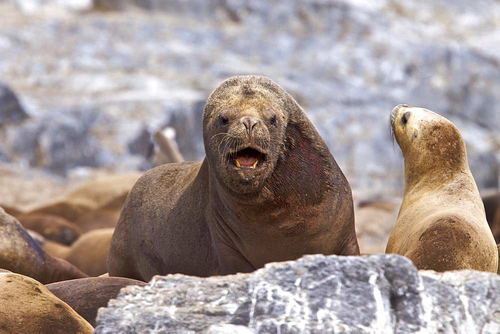 South American Sea Lion (Otaria flavescens) hauled out on small rocky islet just outside Ushuaia, Beagle Channel, Argentina