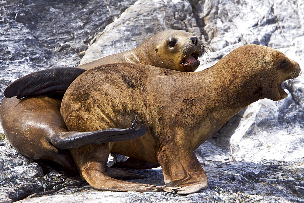 South American Sea Lion (Otaria flavescens) hauled out on small rocky islet just outside Ushuaia, Beagle Channel, Argentina