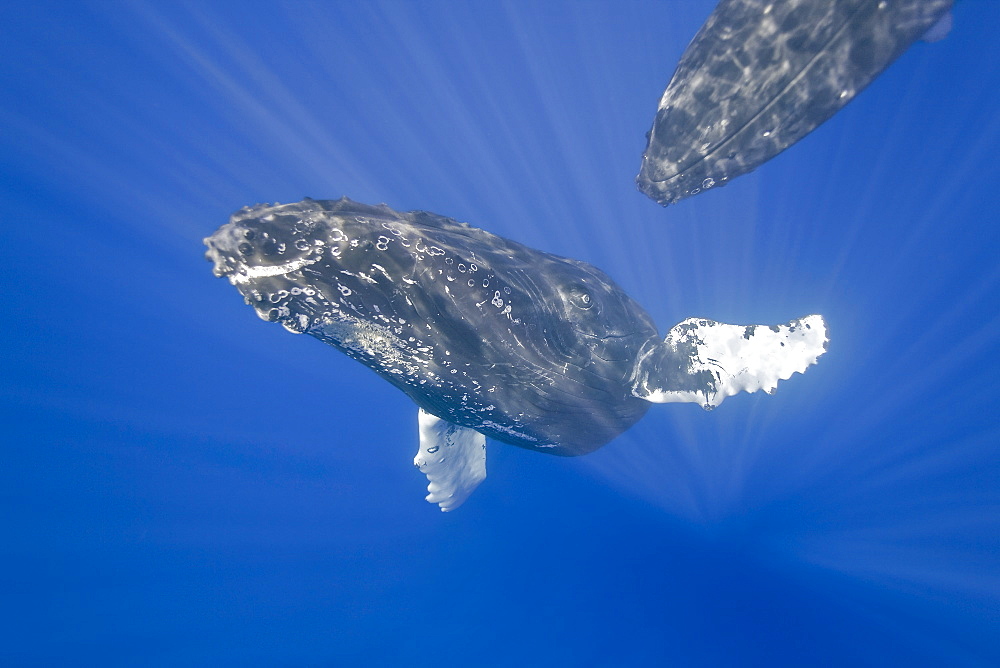 Curious sub-adult female humpback whale (Megaptera novaeangliae) interacting by rolling and approaching time and again in the AuAu Channel, Maui, Hawaii. Pacific Ocean.   (RR)