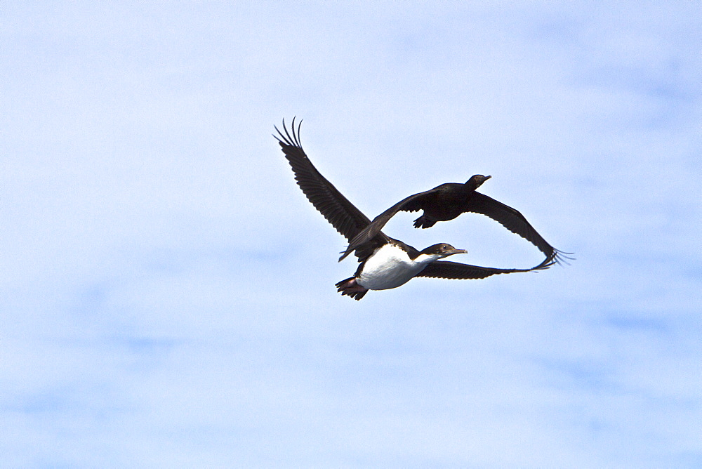 Adult Imperial Shag (Phalacrocorax (atriceps) atriceps) from breeding colony on New Island in the Falkland Islands, South Atlantic Ocean