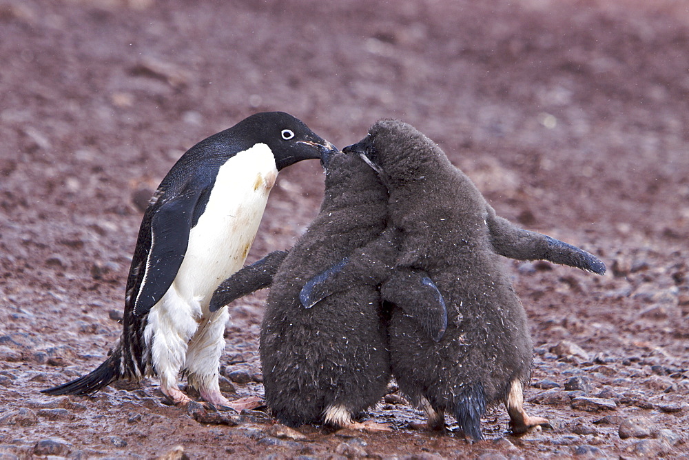 Adult Adelie penguin (Pygoscelis adeliae) adult feeding chicks near the Antarctic Peninsula, Antarctica. 