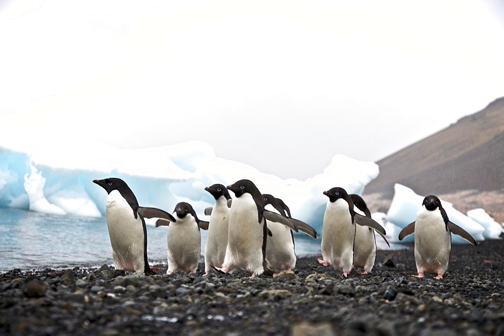 Adelie penguin (Pygoscelis adeliae) near the Antarctic Peninsula, Antarctica. 