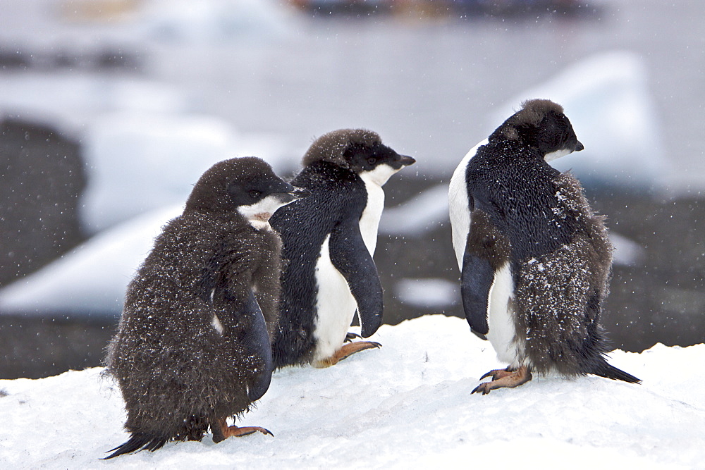 Young adelie penguin (Pygoscelis adeliae) molting near the Antarctic Peninsula, Antarctica. 