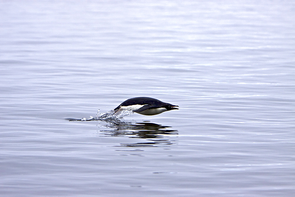 Adult Adelie penguins (Pygoscelis adeliae) porpoising near the Antarctic Peninsula, Antarctica. 