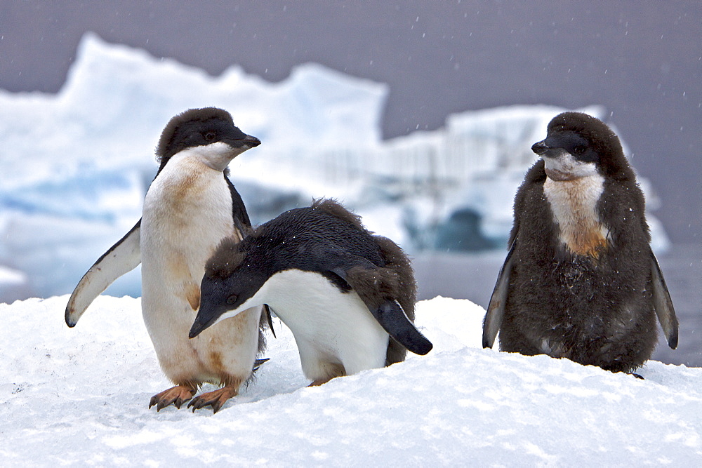 Young adelie penguin (Pygoscelis adeliae) molting near the Antarctic Peninsula, Antarctica. 