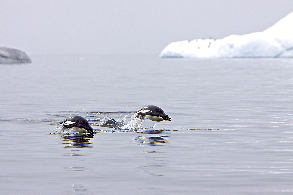 Adult Adelie penguins (Pygoscelis adeliae) porpoising near the Antarctic Peninsula, Antarctica. 