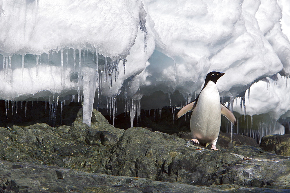 Adult Adelie penguin (Pygoscelis adeliae) on iceberg near the Antarctic Peninsula, Antarctica. 