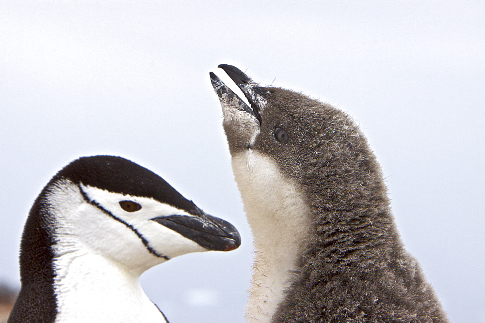 Chinstrap penguin (Pygoscelis antarctica) parent and chick at breeding colony on Useful Island near the Antarctic Peninsula