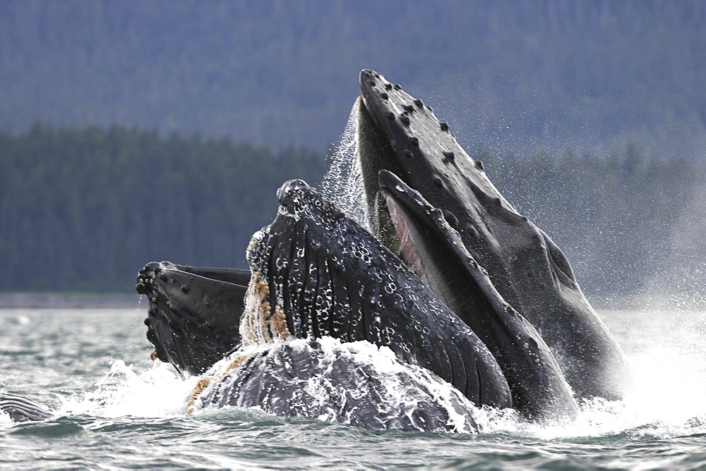 Humpback Whales (Megaptera novaeangliae) co-operatively bubble-net feeding in Stephen's Passage, Southeast Alaska, USA. Pacific Ocean.