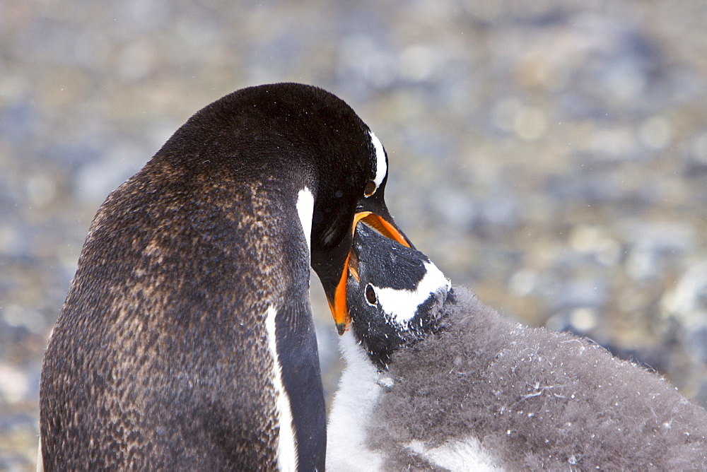 Adult Gentoo penguin (Pygoscelis papua) feeding chick in Antarctica