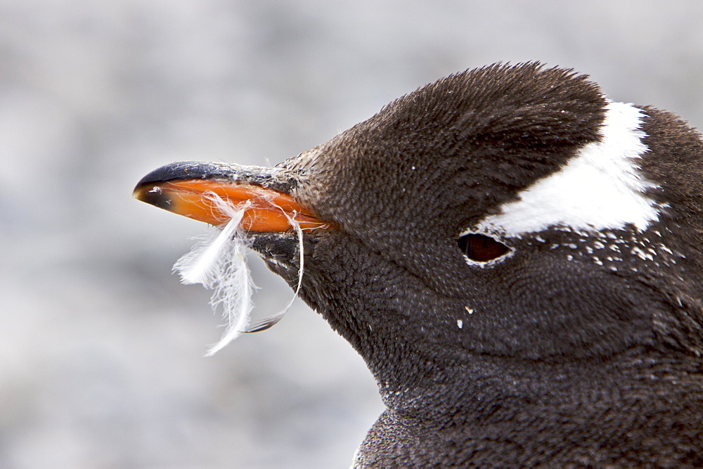 Head detail of molting gentoo penguin (Pygoscelis papua) in Antarctica