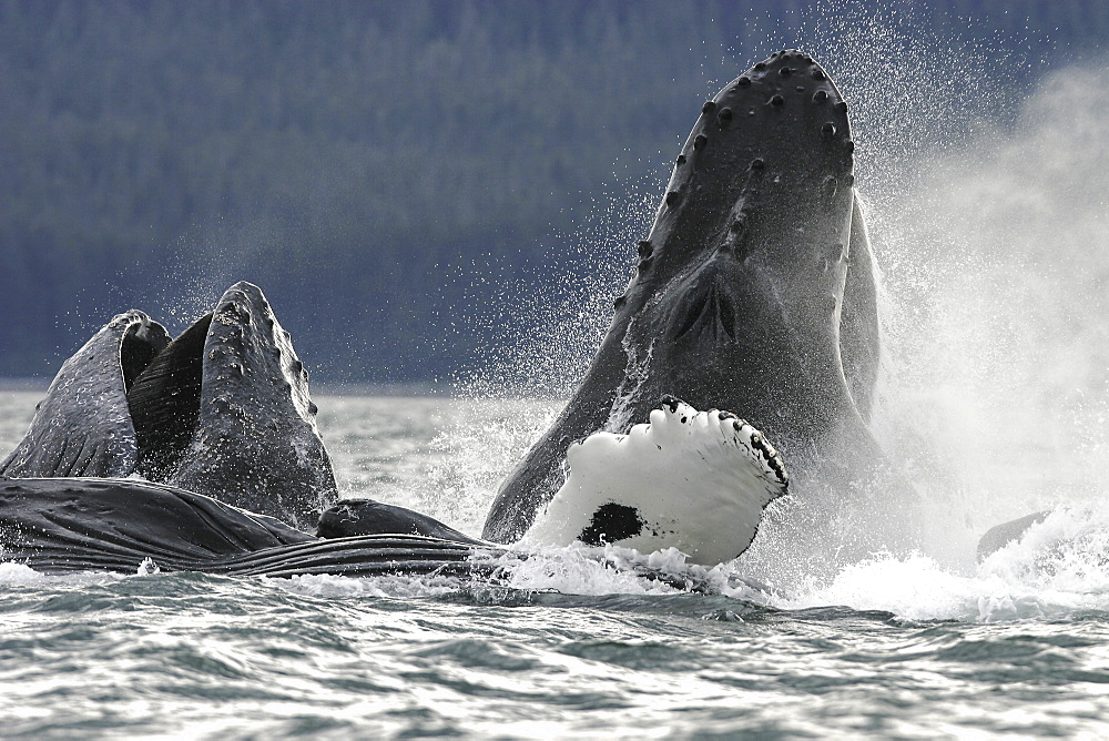 Humpback Whales (Megaptera novaeangliae) co-operatively bubble-net feeding in Stephen's Passage, Southeast Alaska, USA. Pacific Ocean.