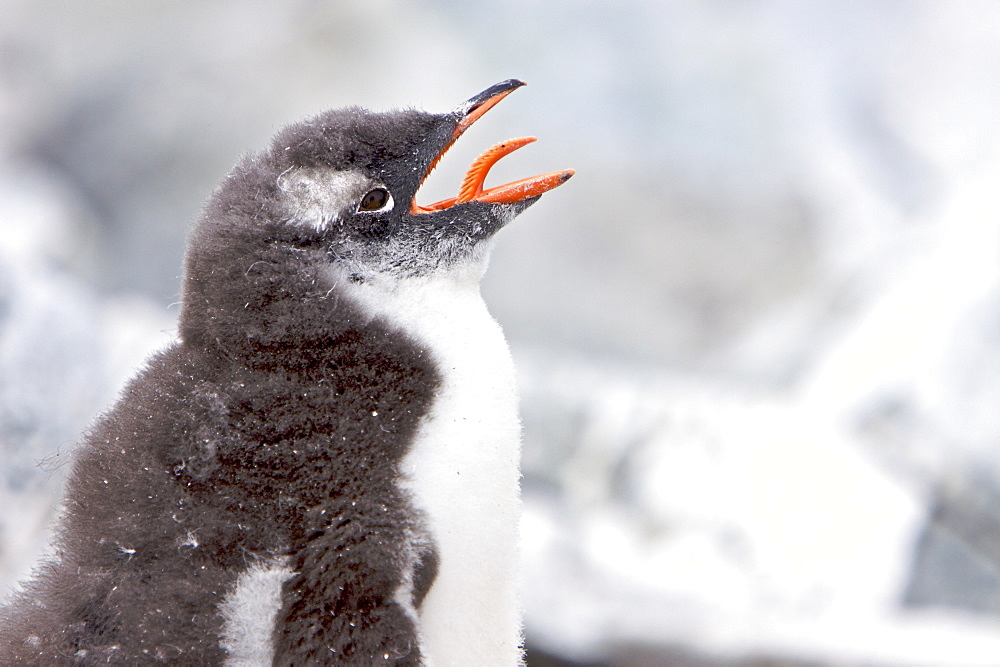 Gentoo penguin (Pygoscelis papua) chick in Antarctica