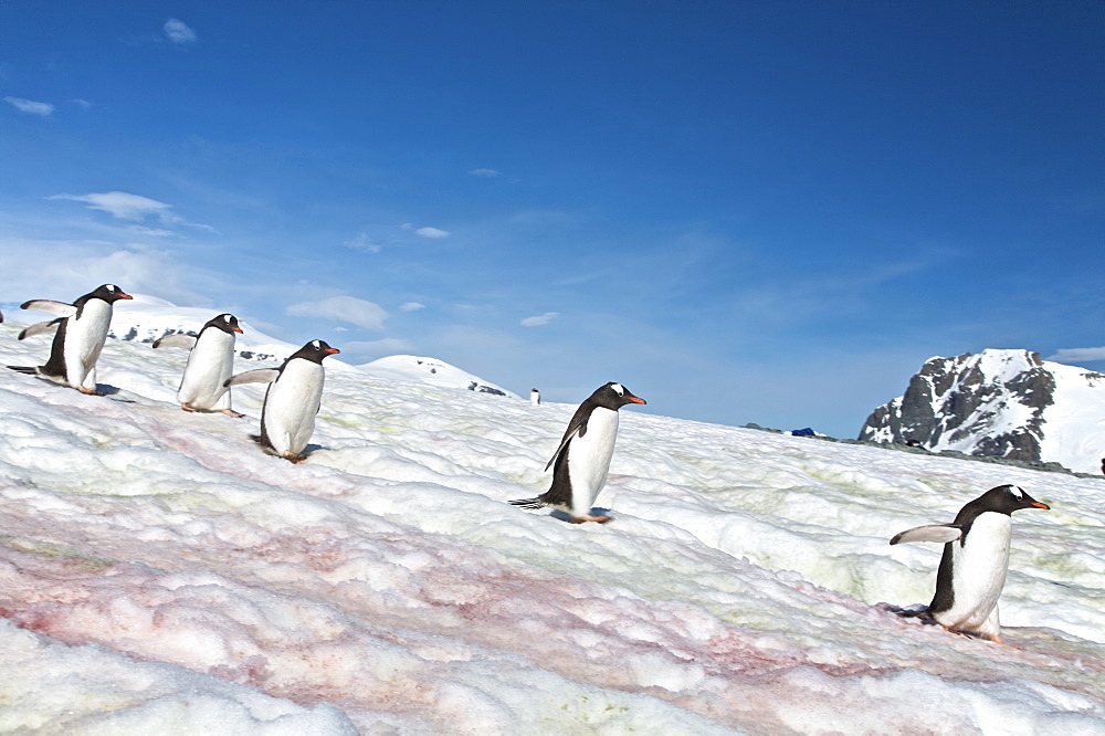 Gentoo penguins (Pygoscelis papua) following "penguin highways" on Danco Island in Antarctica