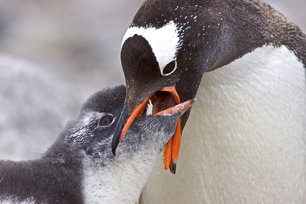 Gentoo penguin (Pygoscelis papua) adult feeding chick in Antarctica