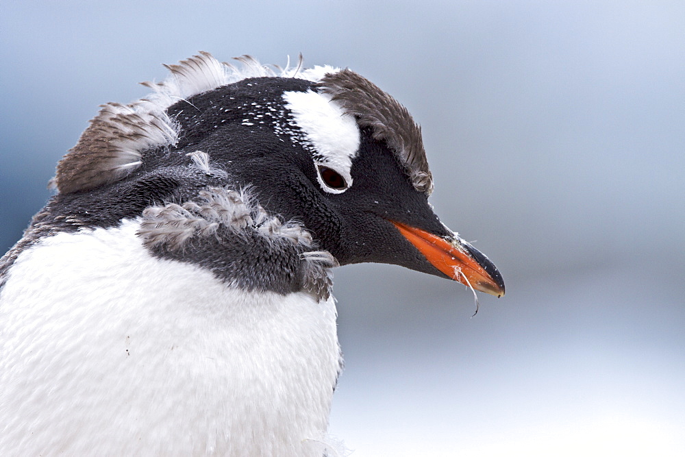 Gentoo penguin (Pygoscelis papua) molting in Antarctica