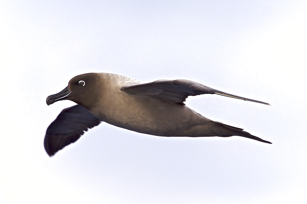 Adult light-mantled sooty albatross (Phoebetria palpebrata) on the wing in Drake Passage between the tip of South America and the Antarctic peninsula, Southern Ocean