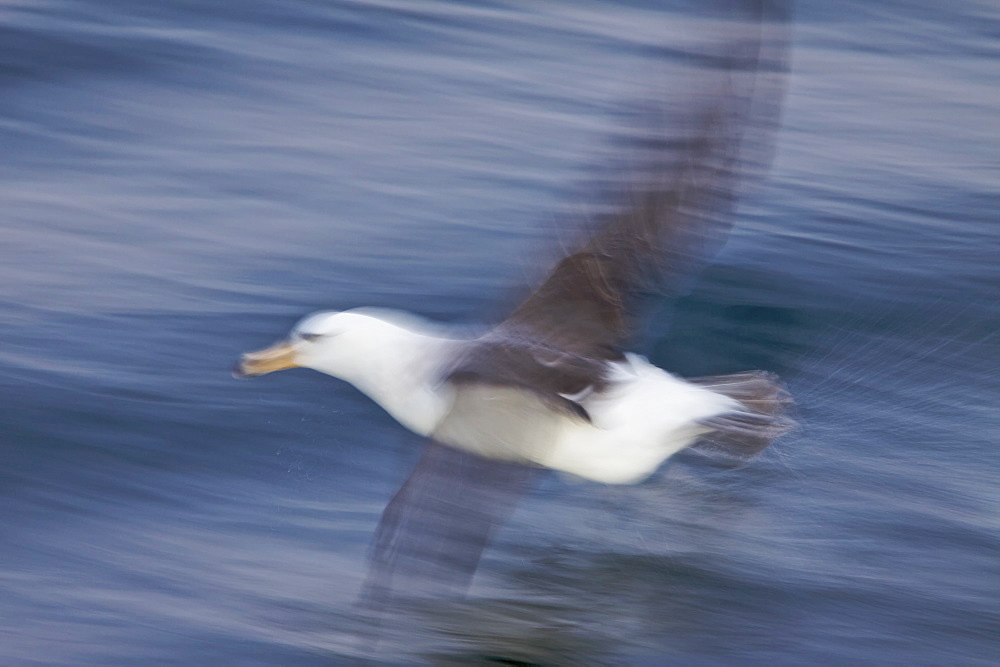 Adult Black-browed albatross (Thalassarche melanophrys) on the wing in the Drake Passage, Falkland Islands, Southern Atlantic Ocean