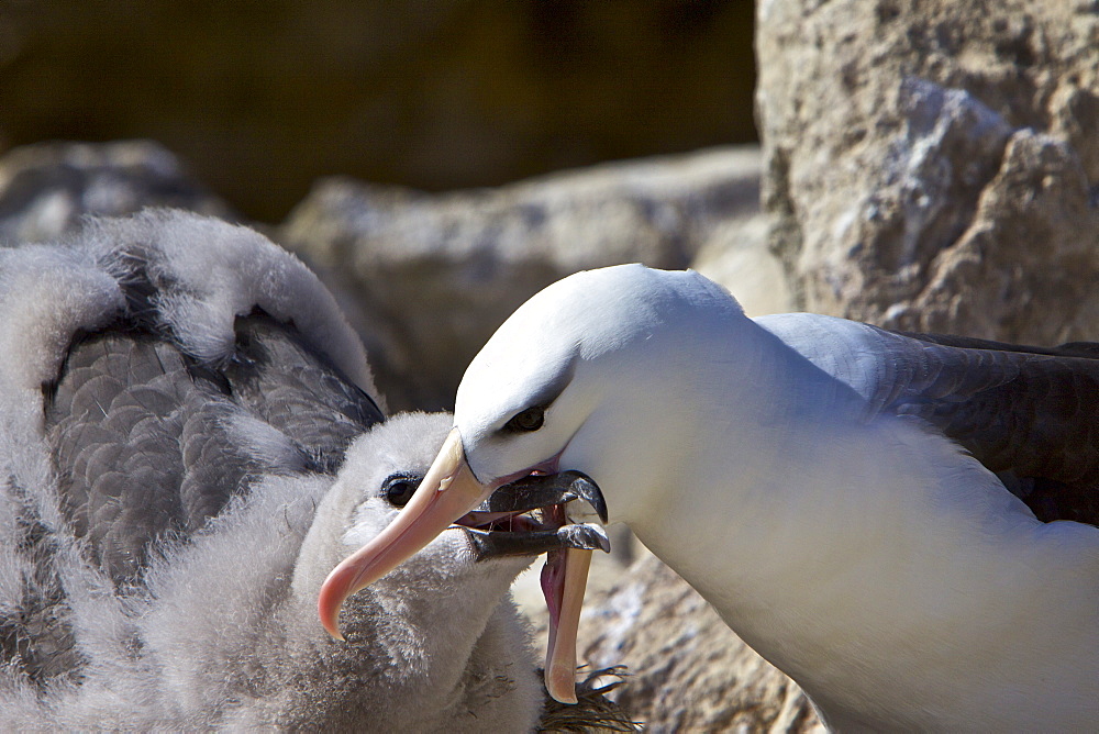 Adult Black-browed albatross (Thalassarche melanophrys) feeding and preening chick at breeding colony on New Island in the Falkland Islands, Southern Atlantic Ocean