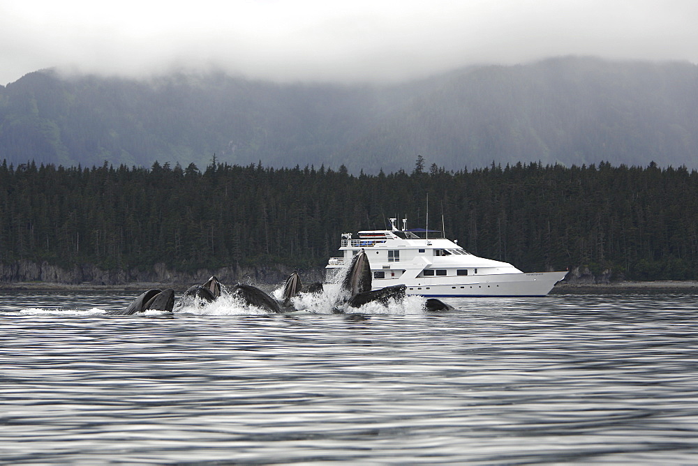 Humpback Whales (Megaptera novaeangliae) co-operatively bubble-net feeding near the Safari Quest in Chatham Strait in Southeast Alaska, USA. Pacific Ocean.