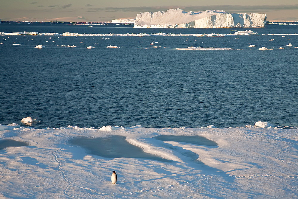 Adult emperor penguin (Aptenodytes forsteri) on sea ice near Snow Hill Island in the Weddell Sea, Antarctica.