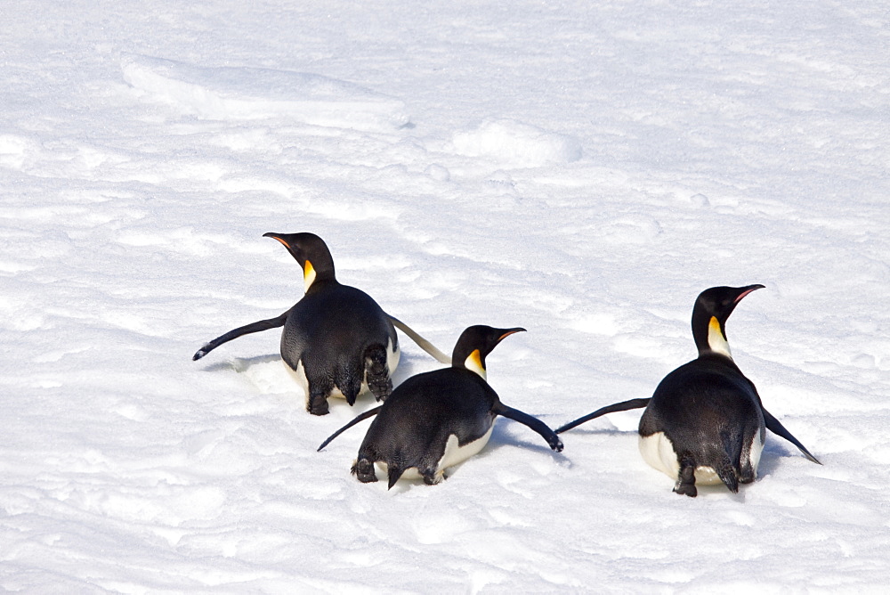 Adult emperor penguin (Aptenodytes forsteri) on sea ice near Snow Hill Island in the Weddell Sea, Antarctica. 