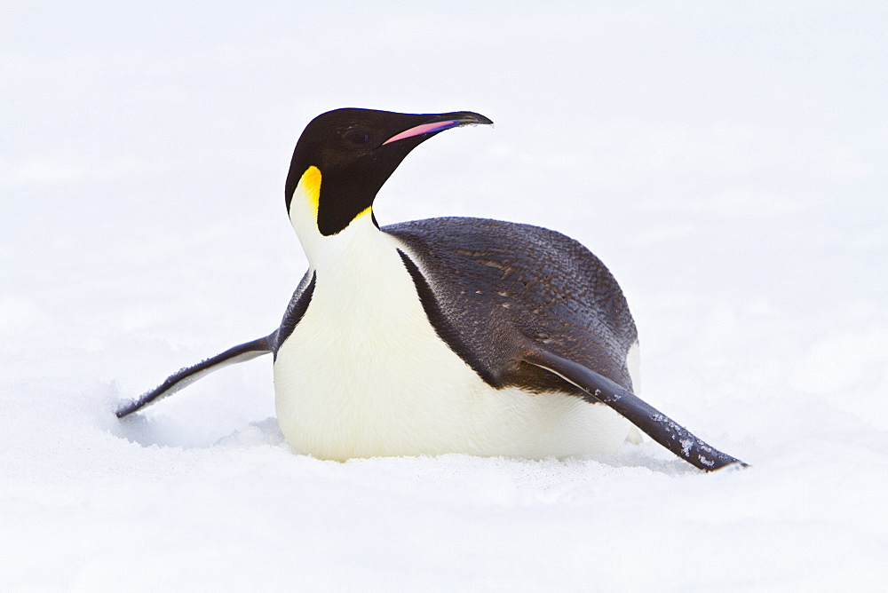 Adult emperor penguin (Aptenodytes forsteri) on sea ice near Snow Hill Island in the Weddell Sea, Antarctica.