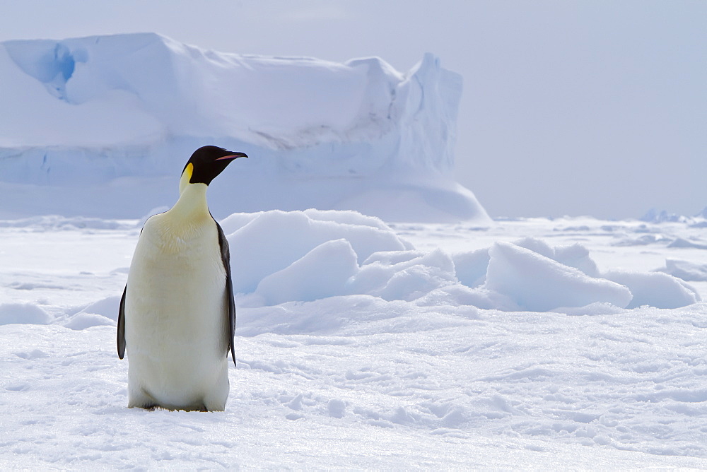 Adult emperor penguin (Aptenodytes forsteri) on sea ice near Snow Hill Island in the Weddell Sea, Antarctica.