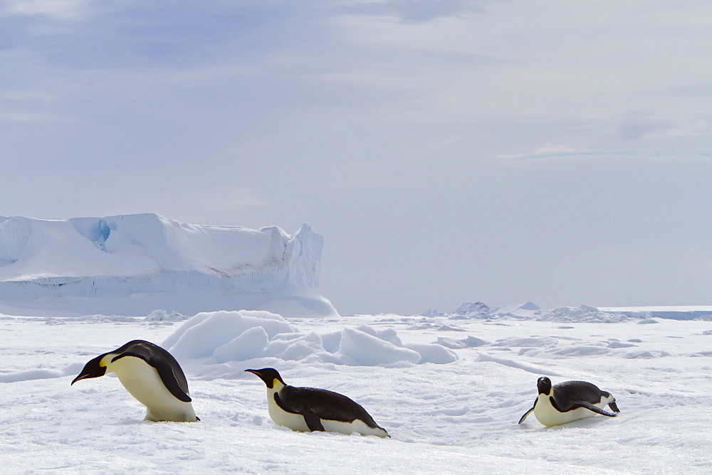 Adult emperor penguin (Aptenodytes forsteri) on sea ice near Snow Hill Island in the Weddell Sea, Antarctica. 