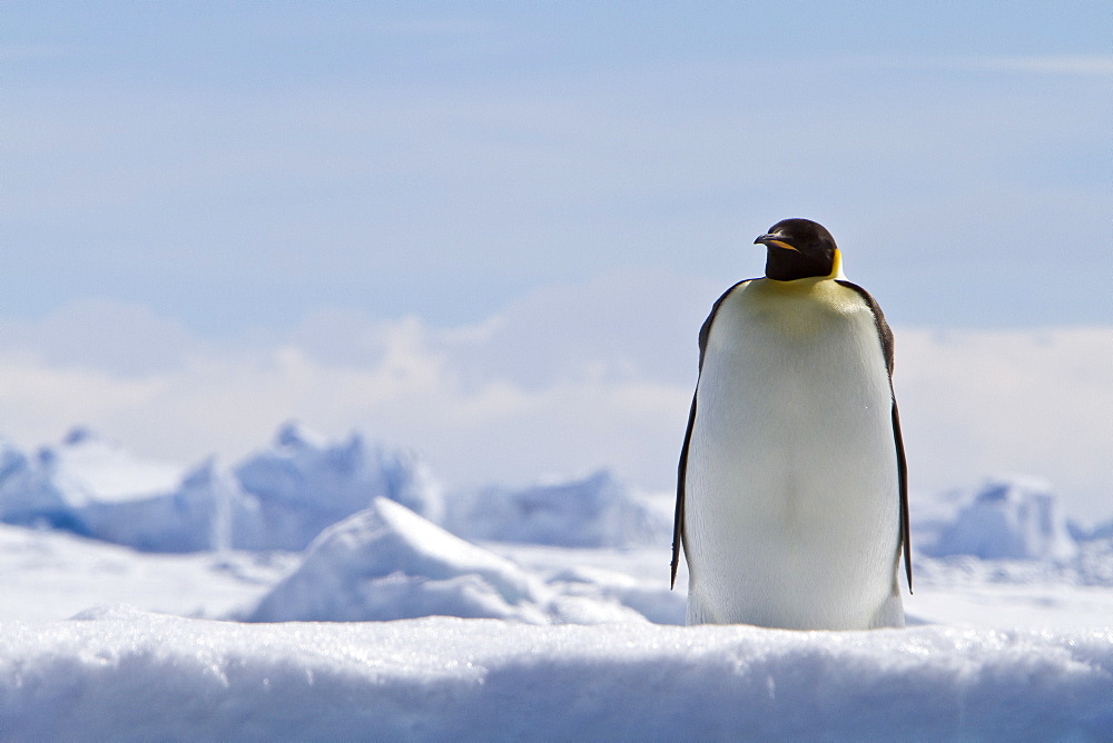 Adult emperor penguin (Aptenodytes forsteri) on sea ice near Snow Hill Island in the Weddell Sea, Antarctica.