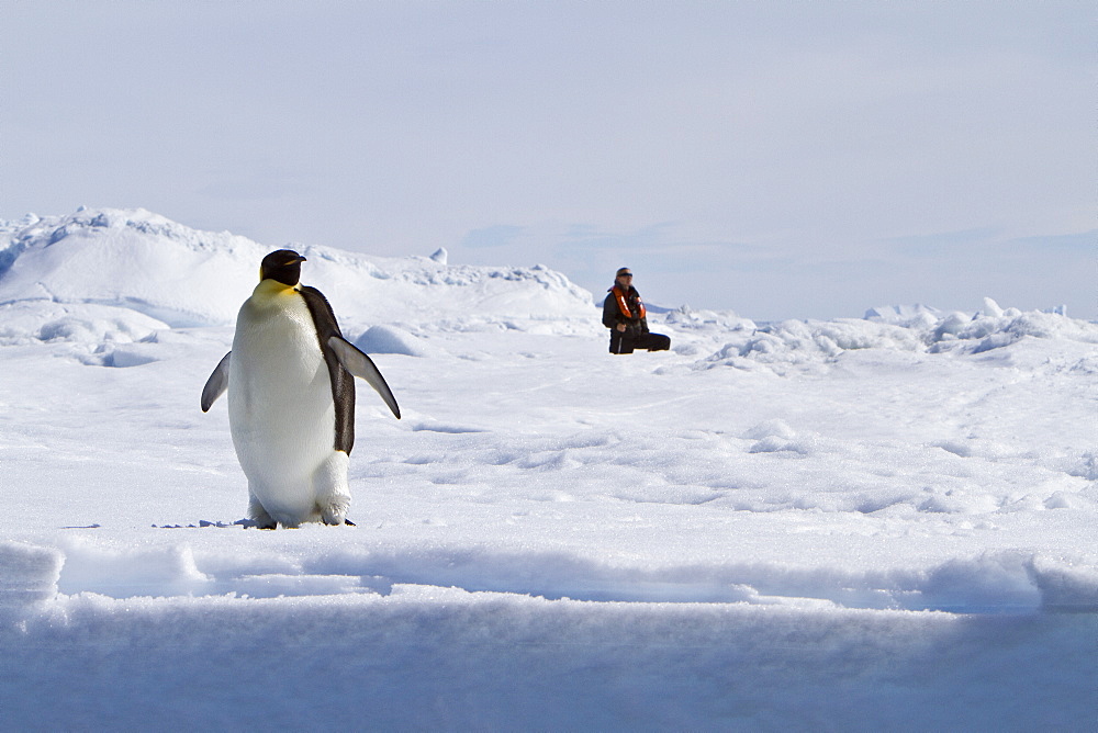 Adult emperor penguin (Aptenodytes forsteri) on sea ice near Snow Hill Island in the Weddell Sea, Antarctica. 