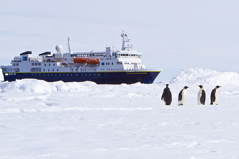 Adult emperor penguin (Aptenodytes forsteri) on sea ice near Snow Hill Island in the Weddell Sea, Antarctica.