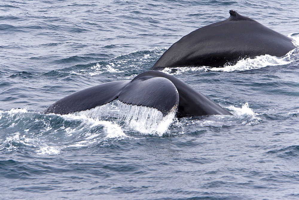 Two adult humpback whales (Megaptera novaeangliae)  surfacing at 73? 38.12? N and 15? 21.37? E off the continental shelf southwest of Bear Island   in the Barents Sea, Norway.