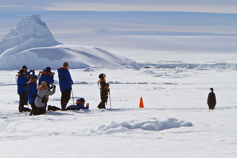 Adult emperor penguin (Aptenodytes forsteri) on sea ice near Snow Hill Island in the Weddell Sea, Antarctica. 