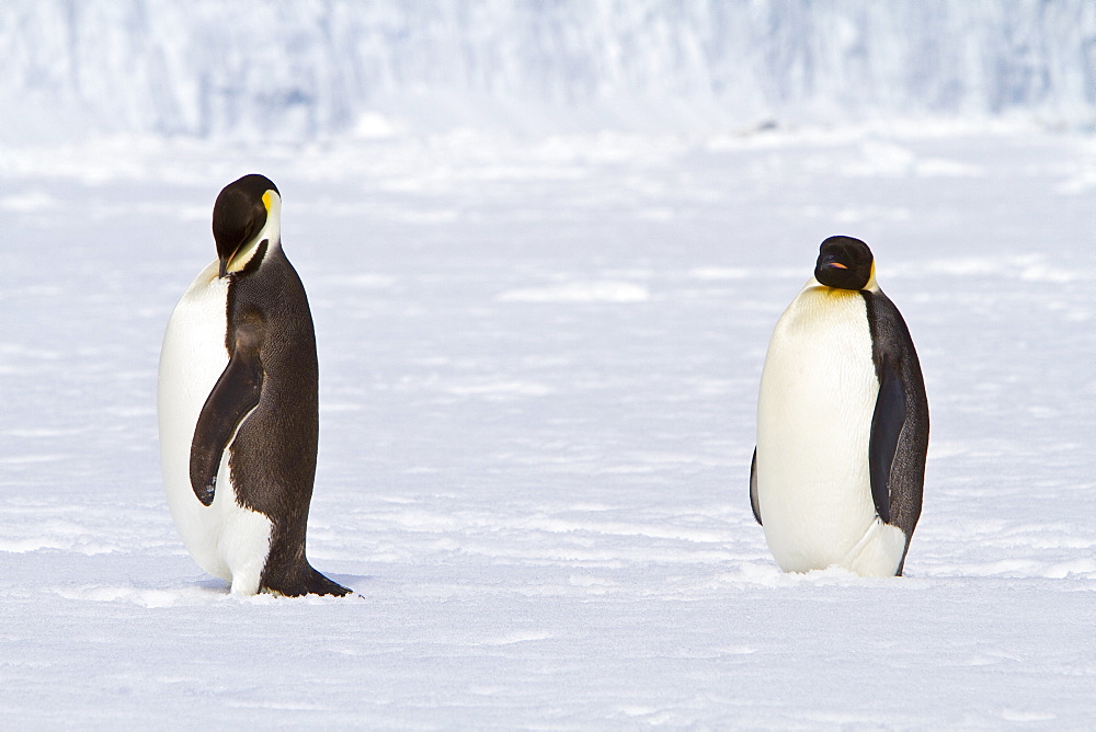 Adult emperor penguin (Aptenodytes forsteri) on sea ice near Snow Hill Island in the Weddell Sea, Antarctica.