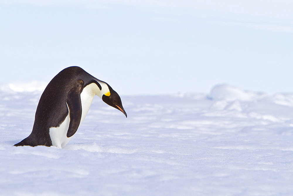 Adult emperor penguin (Aptenodytes forsteri) on sea ice near Snow Hill Island in the Weddell Sea, Antarctica.