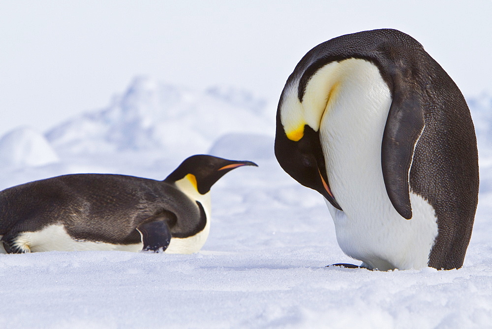 Adult emperor penguin (Aptenodytes forsteri) on sea ice near Snow Hill Island in the Weddell Sea, Antarctica. 