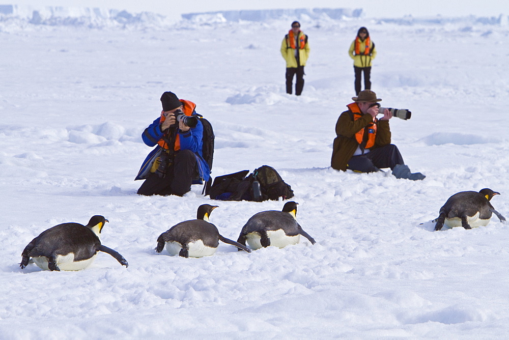 Adult emperor penguin (Aptenodytes forsteri) on sea ice near Snow Hill Island in the Weddell Sea, Antarctica.