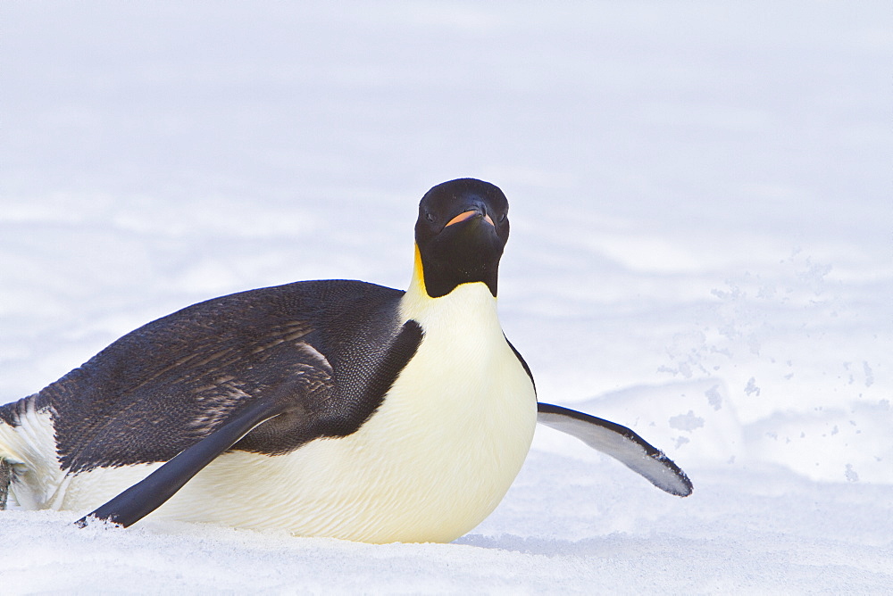 Adult emperor penguin (Aptenodytes forsteri) on sea ice near Snow Hill Island in the Weddell Sea, Antarctica.