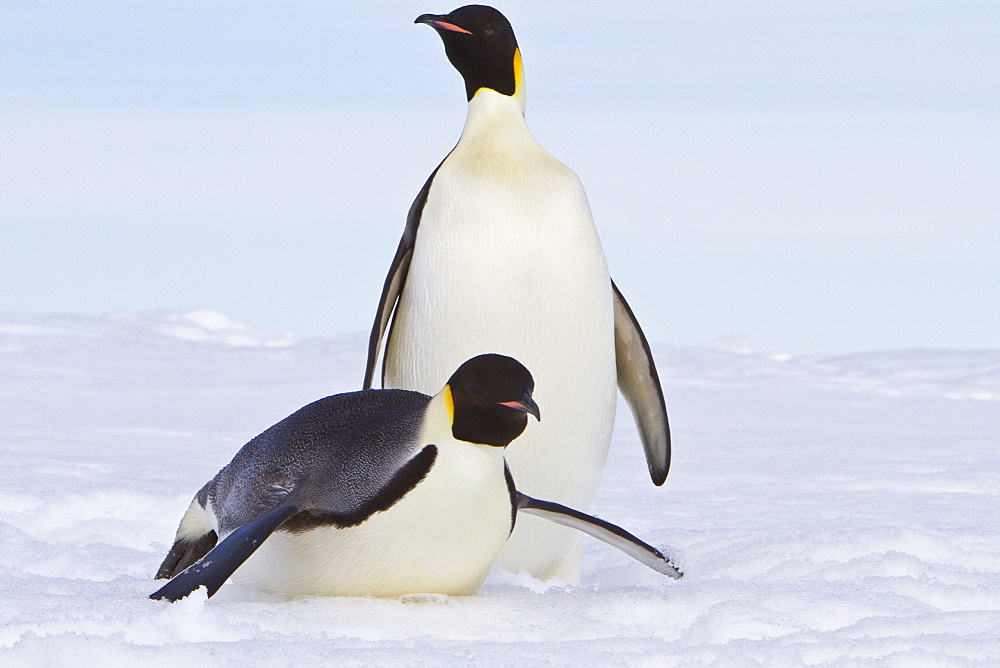 Adult emperor penguin (Aptenodytes forsteri) on sea ice near Snow Hill Island in the Weddell Sea, Antarctica. 