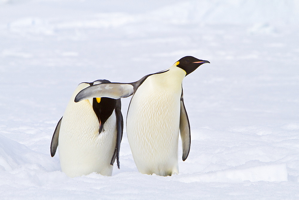 Adult emperor penguin (Aptenodytes forsteri) on sea ice near Snow Hill Island in the Weddell Sea, Antarctica. 