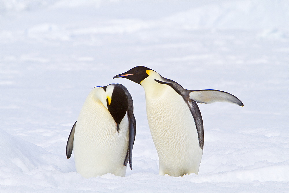 Adult emperor penguin (Aptenodytes forsteri) on sea ice near Snow Hill Island in the Weddell Sea, Antarctica. 